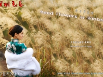 【彩凤凰作品】黄丽萍 @ 重庆美女3 & 冬日芦花情