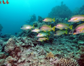 2015年3-4月 蘇丹x紅海 潛攝 (1/2)