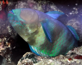 2015年3-4月 蘇丹x紅海 潛攝 (2/2)