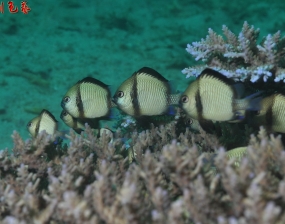 2014年5月 印尼美娜多 潛水攝影 (2/2)