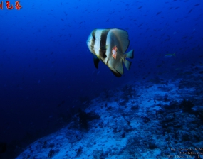 2015聖誕節&16新年 馬爾代夫船潛 (1/2)